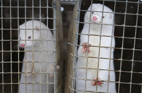 Minks look out of a cage