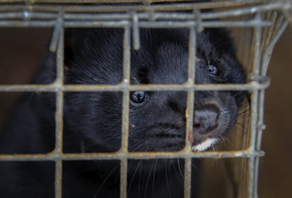 Mink look out of a cage