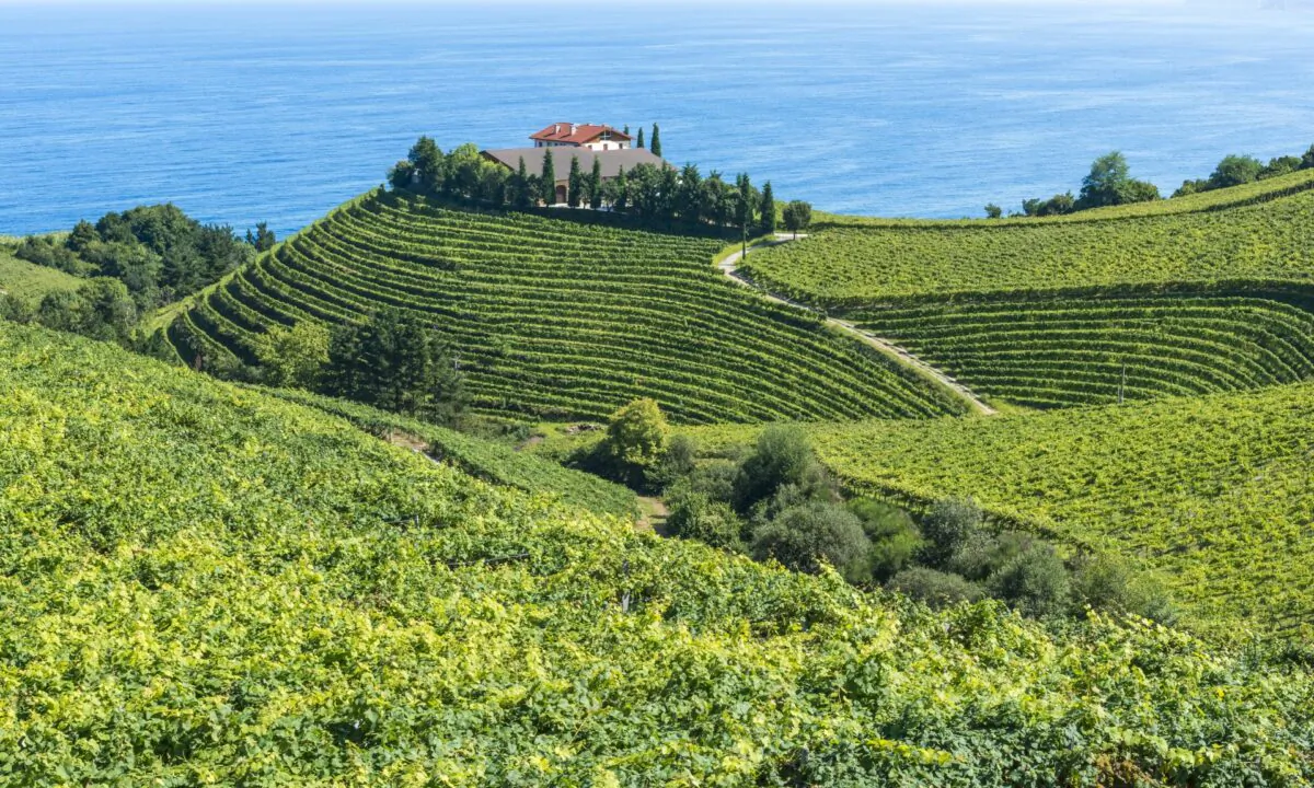 Storied txakoli producer Txomin Etxaniz's vineyards and winery in Getaria, a historic fishing village in Basque Country, Spain. (Alberto Loyo/Shutterstock)