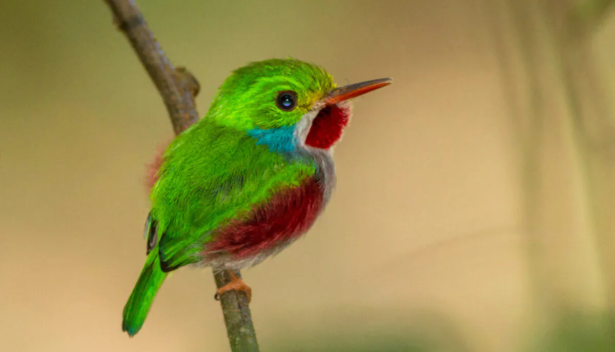 (Elliotte Rusty Harold/Shutterstock)