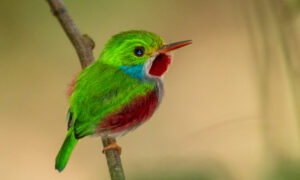 The Must-See Bird: Tiny Cuban Tody's Shimmering Hues Make It 'Indescribably Cute'