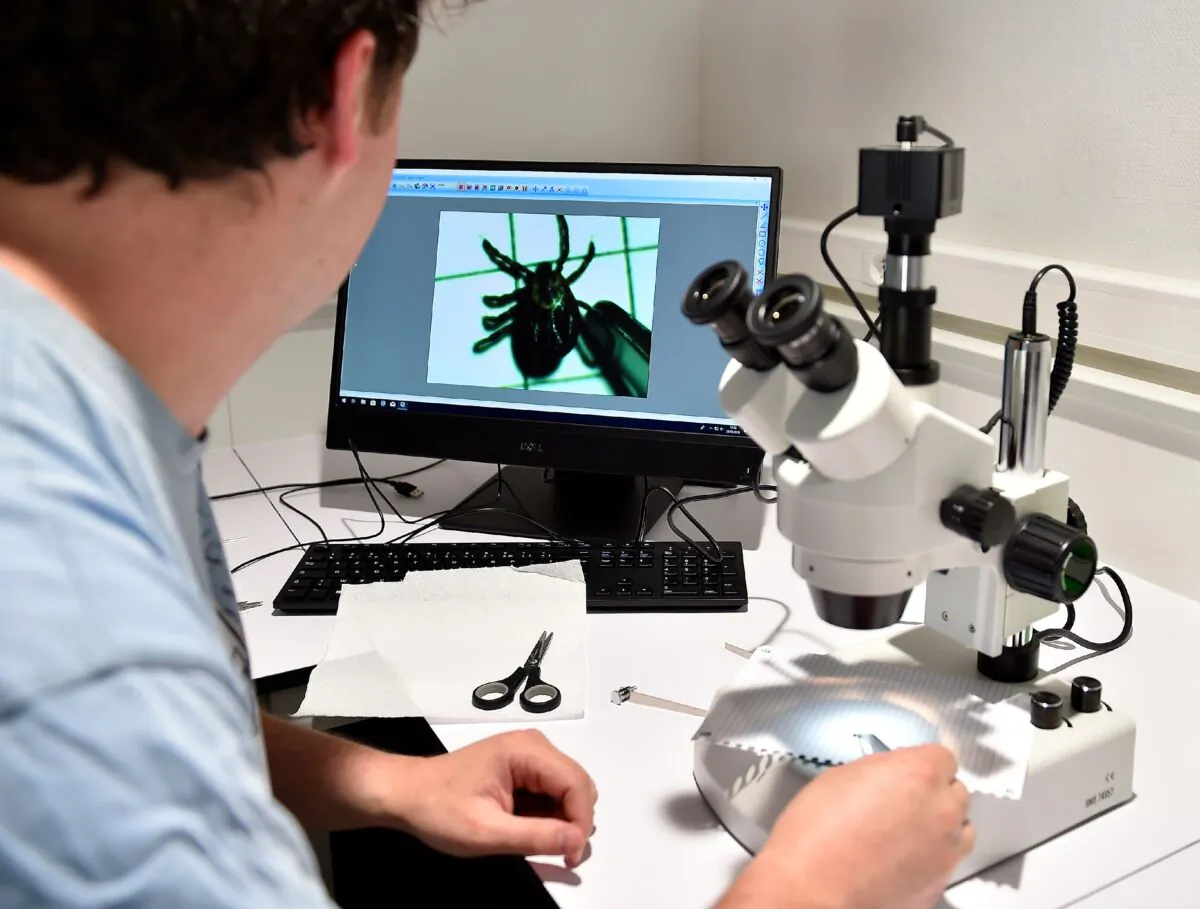 A person observes a tick in a microscope in the laboratory of the Institut National de la Recherche Agronomique. (Jean-Christophe Verhaegen/AFP via Getty Images)