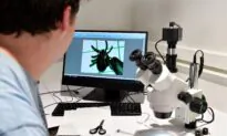 Rare Tick-Borne Disease Cases Reported in the UK