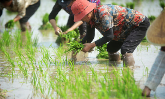 Chinese Regime Relies on Farming, Drains Assets of Private Entrepreneurs to Sustain Economy