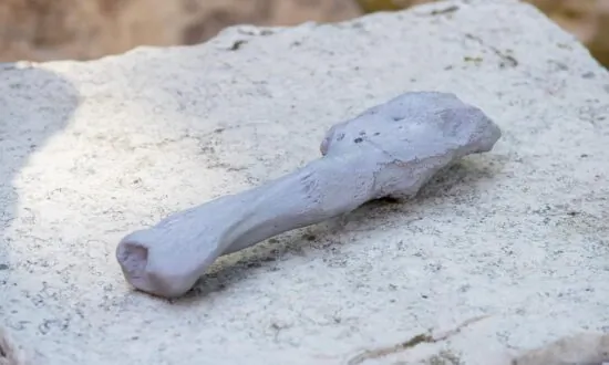 First Cancer Found in Dinosaurs Hints at Communal Life