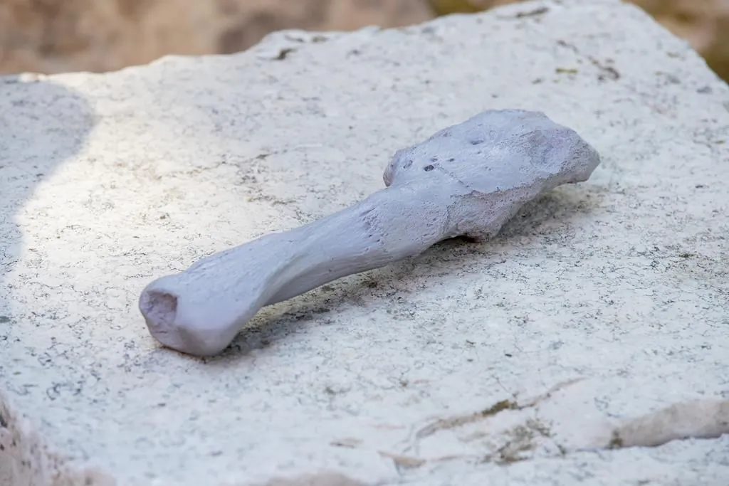 A cast of a cancerous dinosaur fossil is shown in a handout photo. (HO-Georgia Kirkos, McMaster University/The Canadian Press)