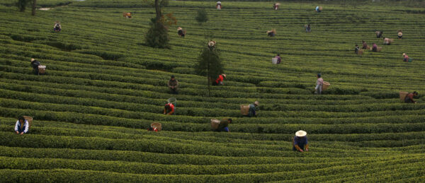Tea Picking And Production Season Start In China