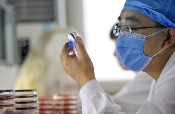 A Chinese doctor checks a bacteria sampl