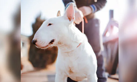 Heroic Dog Gets Shot in the Chest While Protecting Family, Undergoes Two Major Surgeries