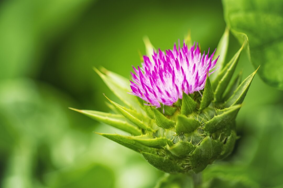 Milk Thistle (Kasabutskaya Nataliya/Shutterstock)