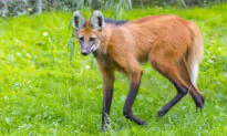 A Rare Animal Resembling a Wolf, Dog, and Deer Lives in South America and Is Very Unique