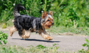 Fearless Senior Yorkshire Terrier Takes Bite From Pygmy Rattlesnake to Protect Owners on Hike