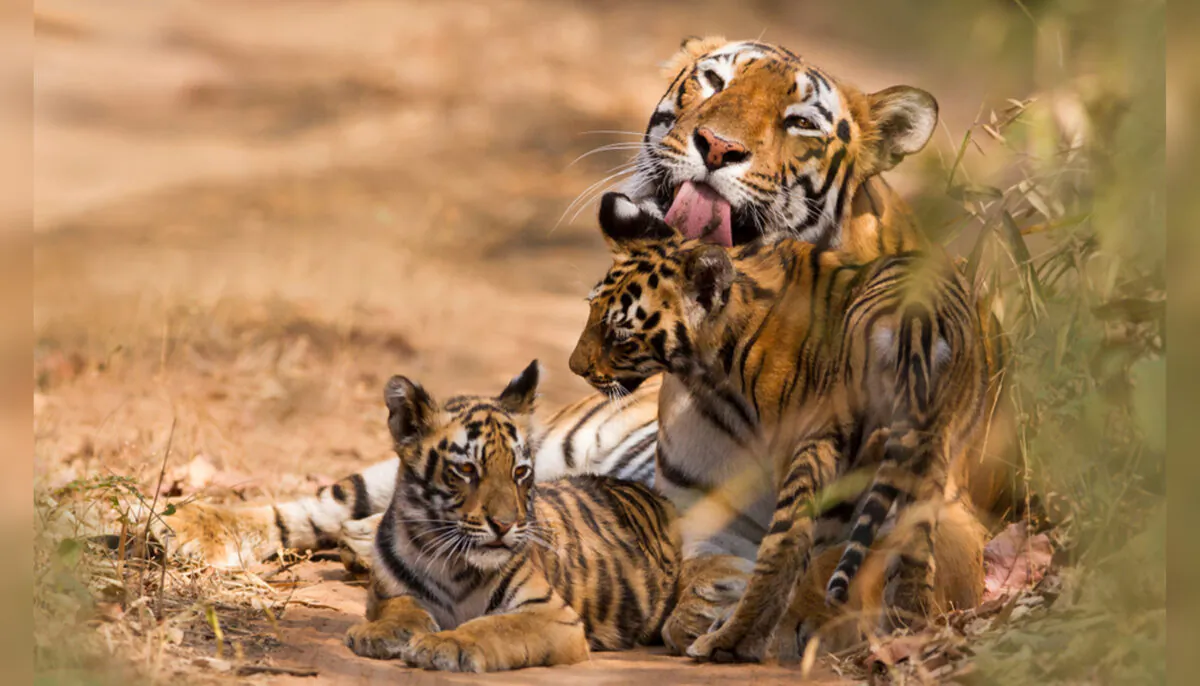 (Illustration - Anuradha Marwah/Shutterstock)