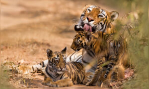 Wild Tigers Making a 'Comeback' in Five Countries Thanks to 10-Year Conservation Effort