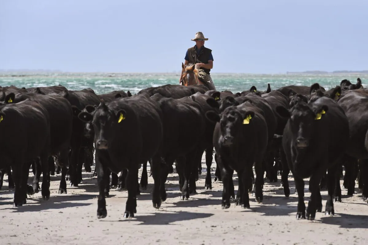 Cattle mustered along a beach as they head to fresh grazing pastures in Cape Grim, Tasmania, Australia on Feb. 24, 2019. (William West/AFP via Getty Images)