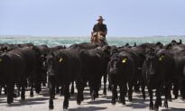 Australian States QLD, NSW Assist Victoria’s Beef Processing Amid COVID-19 Restrictions