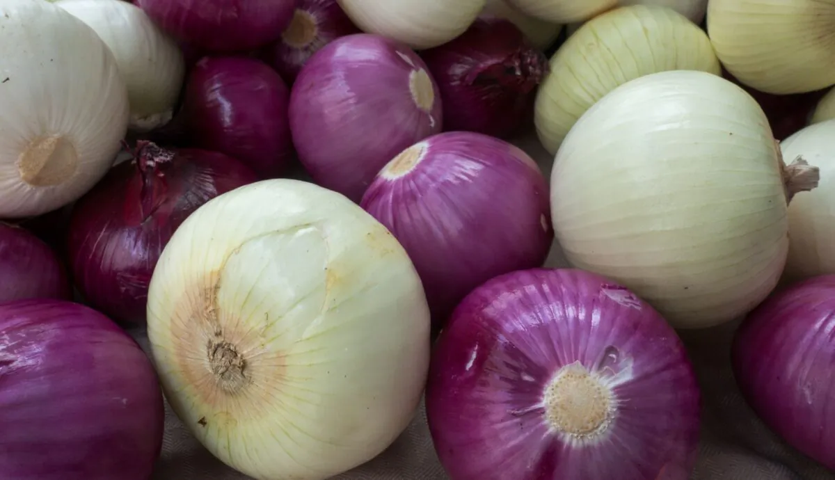 Fresh onions are seen for sale during a weekly street food fair outside the Department of Veterans Affairs in Washington on July 27, 2017. (Paul J. Richards/AFP via Getty Images)