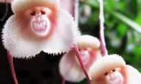 Dragon Orchid: A Cheeky Flower That Looks Like Cute Little Monkeys