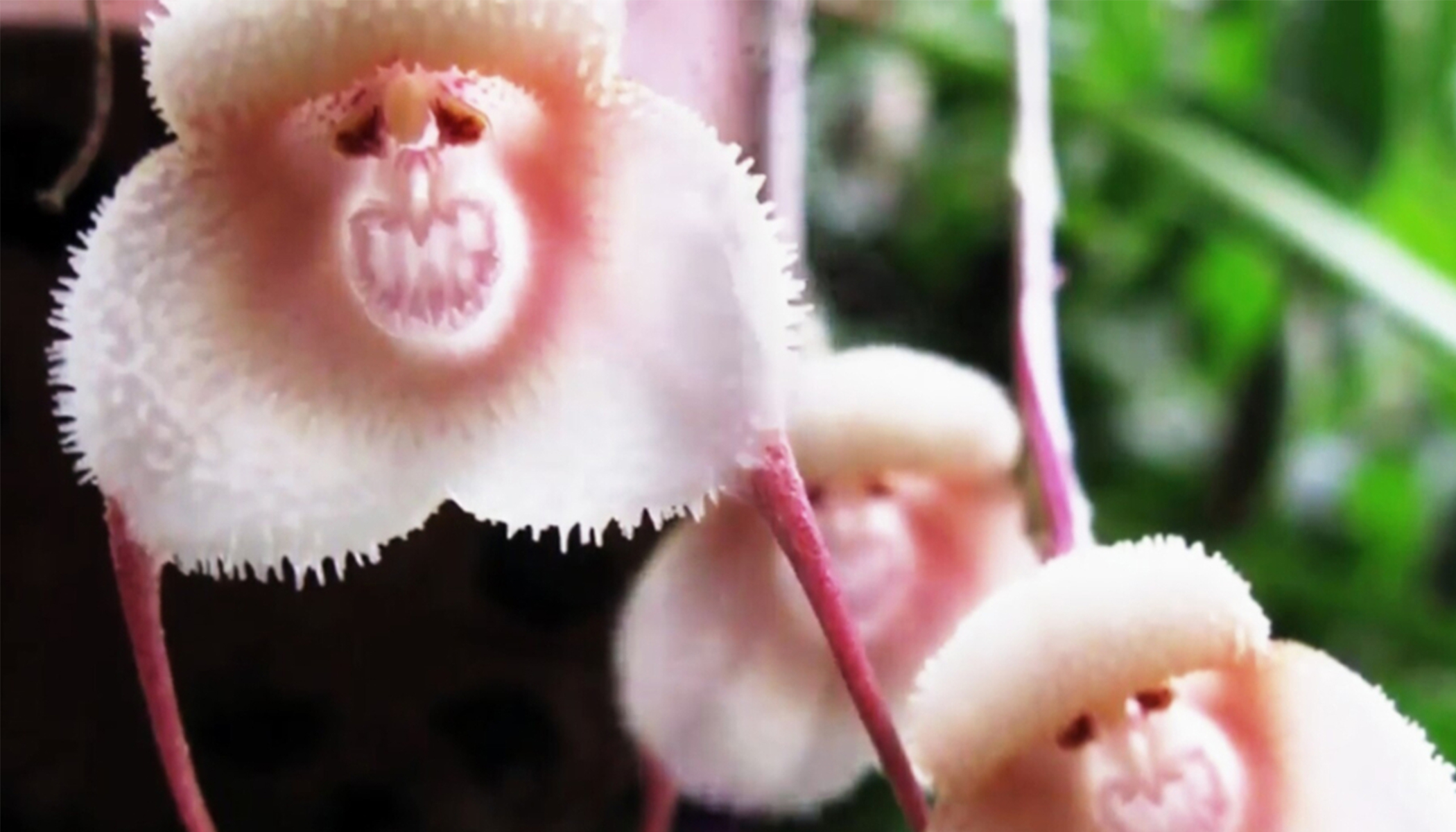 Dragon Orchid: A Cheeky Flower That Looks Like Cute Little Monkeys