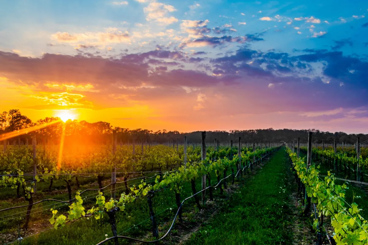 Sunset over the vineyards of Bedell Cellars. (Courtesy of Discover Long Island)
