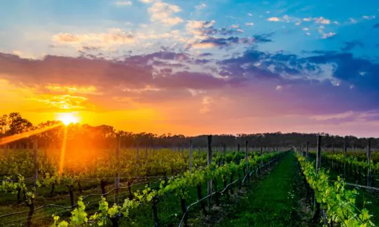 Farmland, Vineyards, and Tranquility on the North Fork of Long Island