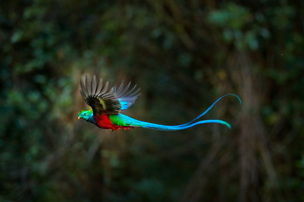 Meet the Gorgeous Resplendent Quetzal, One of the World’s Most