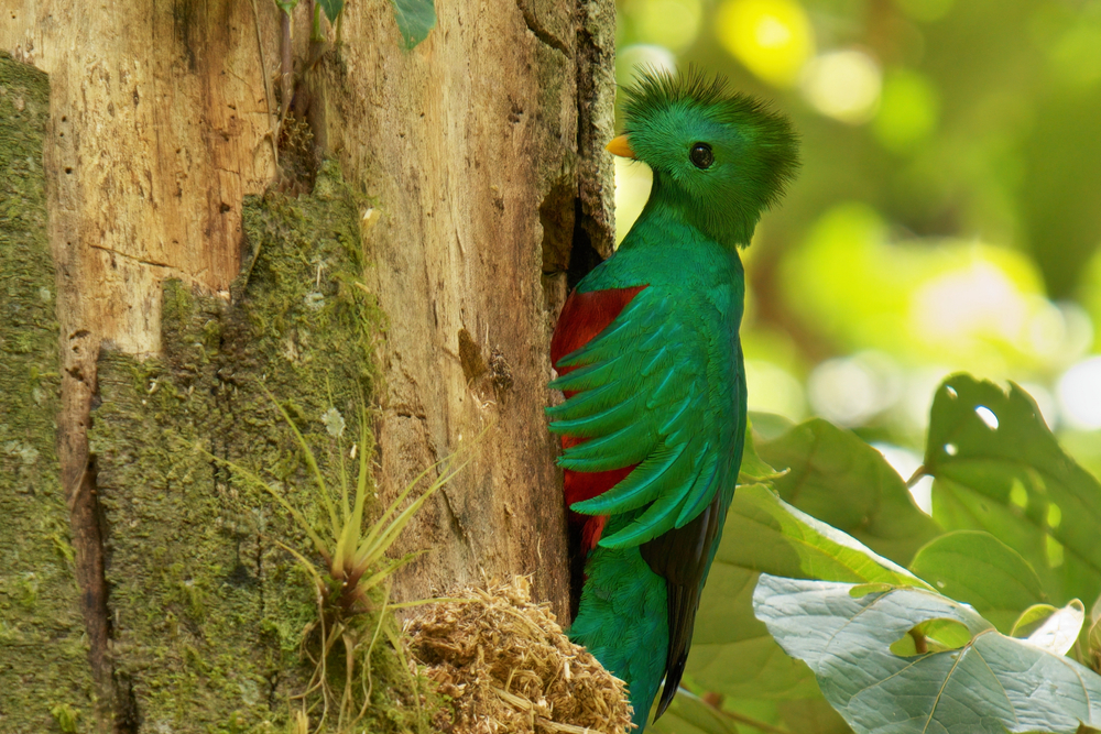 Meet The Gorgeous Resplendent Quetzal One Of The World S Most Beautiful Birds