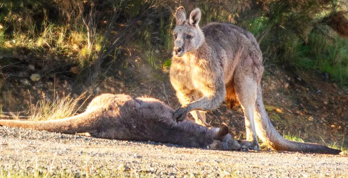 (Courtesy of Pam Rixon of Australian Society for Kangaroos)