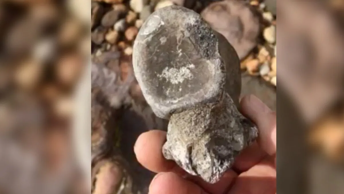 In this still image taken from video, a dinosaur bone is held upon its discovery on the Isle of Wight, Britain, on May 26, 2019. (Robin Ward/via Reuters)