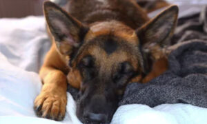 German Shepherd Shot Multiple Times Protecting His Young Owner From Armed Robbers
