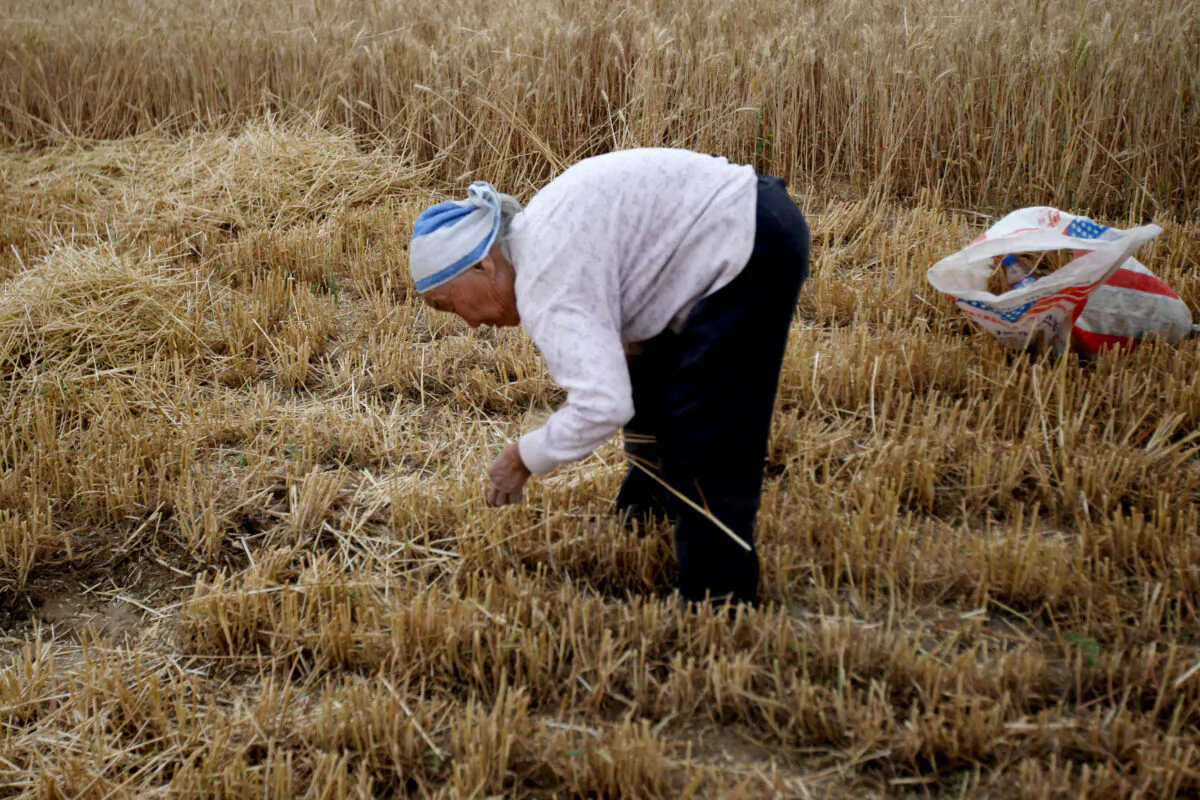 A farmer gleans wheat in a field on May 29, 2011, in Huaibei, Anhui Province, of China. (VCG/VCG via Getty Images)