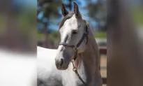 The Space Force Recruits 5-Year-Old Wild Mustang for Its Conservation Program