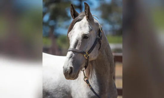 The Space Force Recruits 5-Year-Old Wild Mustang for Its Conservation Program