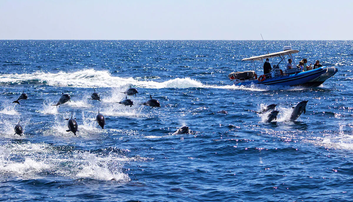 (Capt. Dave’s Whale Watching Safari via AP)