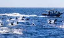 Spectacular 300 Dolphin Stampede Wows Whale Watchers in Southern California