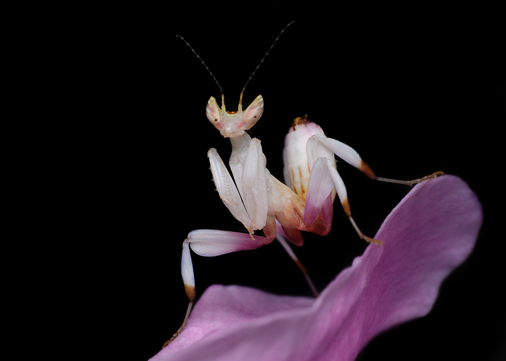 Виды насекомых в орхидеях. Орхидейный богомол. Малайзийский орхидейный богомол. Розовый орхидейный богомол. Богомол альбинос.