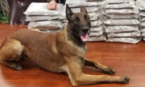 High-Performing K9 Officer ‘Apex’ Nabs 4 Drug Traffickers, Car Thieves in Just 30 Days