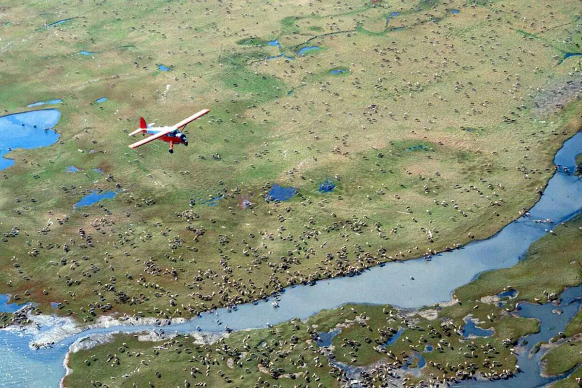 An airplane flies over caribou from the Porcupine Caribou Herd on the coastal plain of the Arctic National Wildlife Refuge in northeast Alaska, in an undated file photo. (U.S. Fish and Wildlife Service via AP)