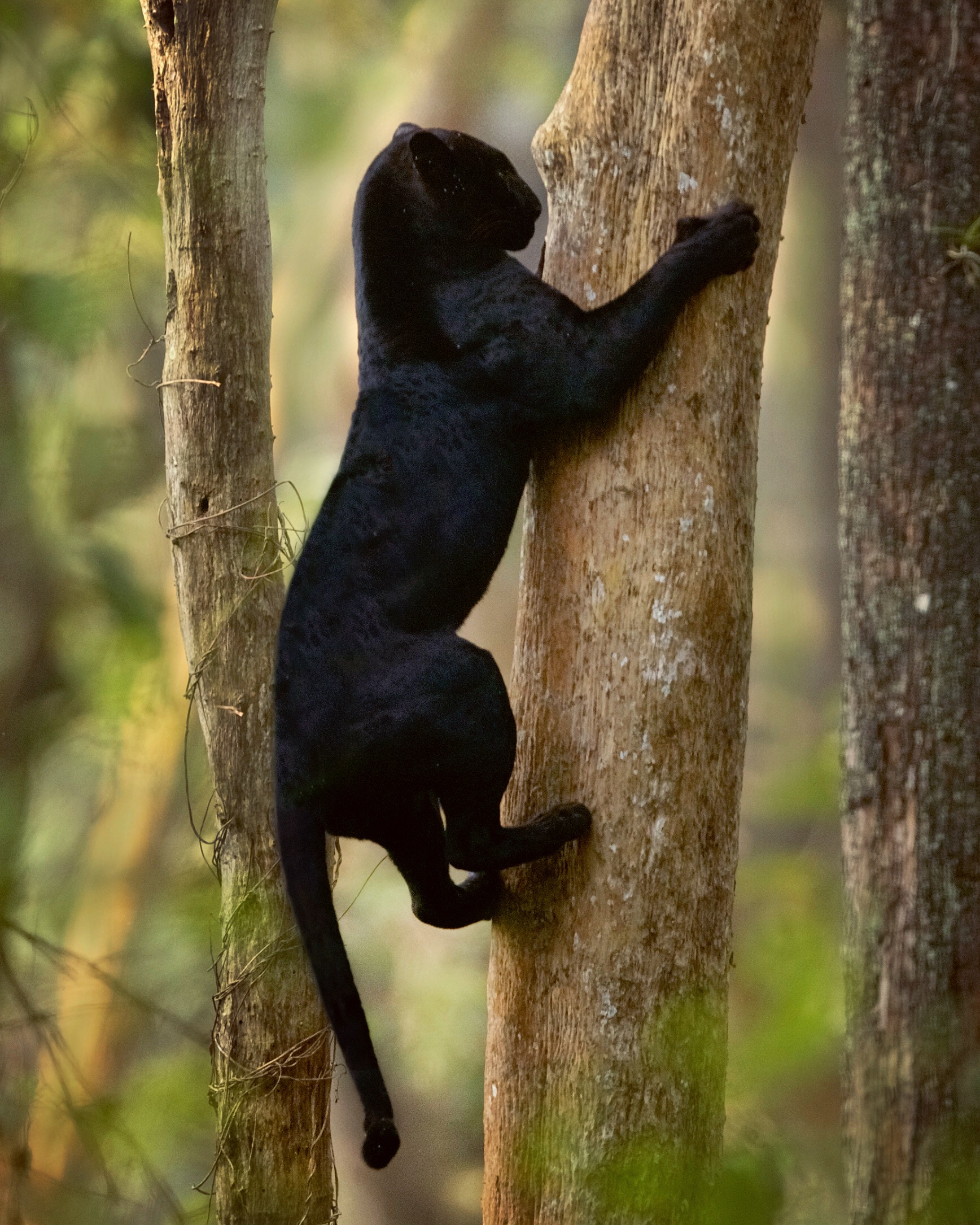 Photographer Takes ‘OnceinaLifetime’ Shot of Black Panther and