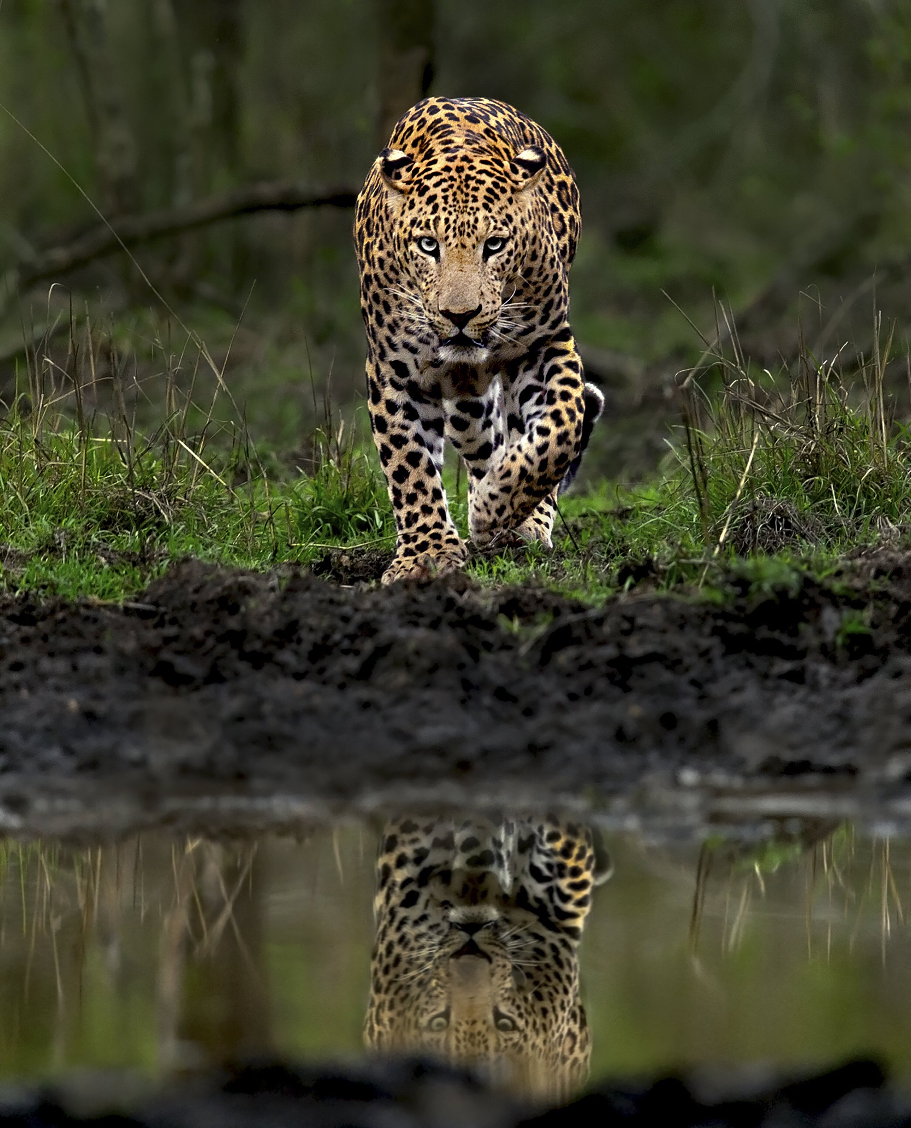 Photographer Takes 'Once-in-a-Lifetime' Shot of Black Panther and