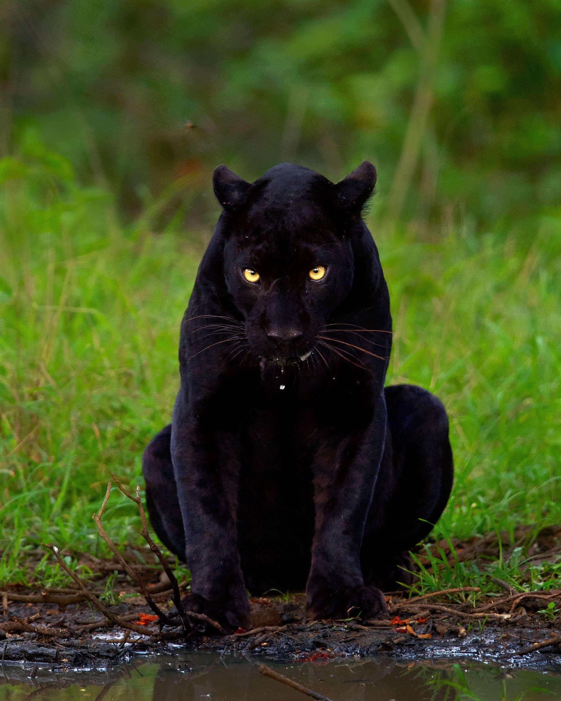 Photographer Takes 'Once-in-a-Lifetime' Shot of Black Panther and Spotted  Leopard Mate