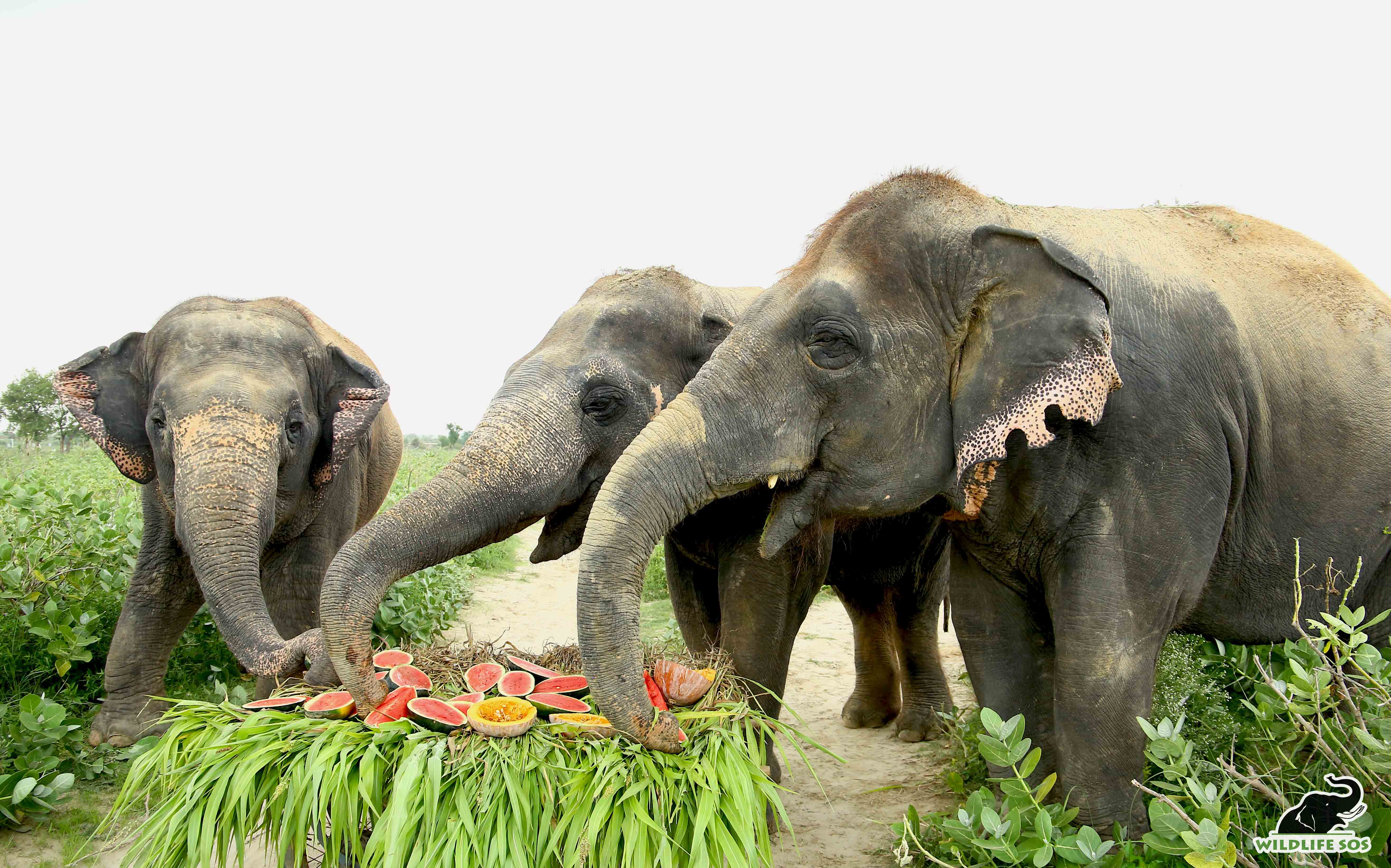 Epoch Times Photo