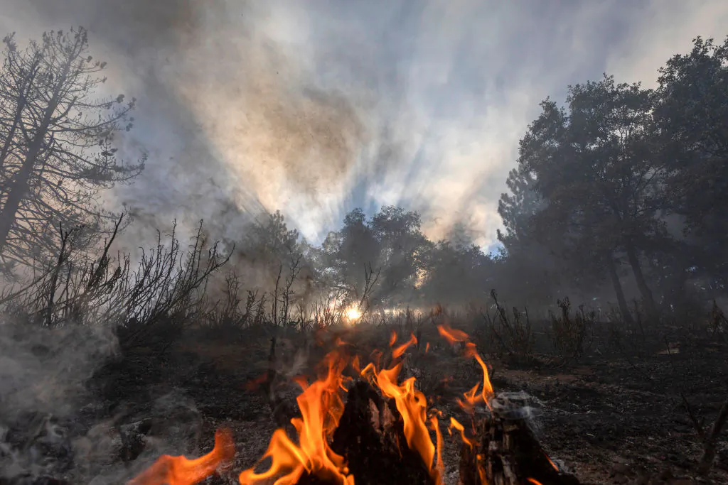 Flames creep through a forest from the Apple fire in Cherry Valley, Calif., on Aug. 1, 2020. (David McNew/Getty Images)