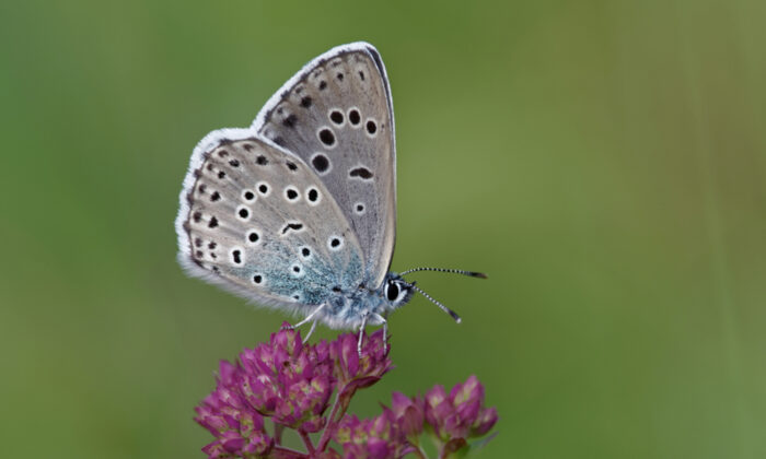 Rare Large Blue Butterfly That Was Previously Extinct Successfully ...