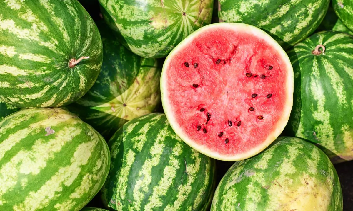 To pick the perfect watermelon, pay attention to the field spot. (Denis_Zai/Shutterstock)