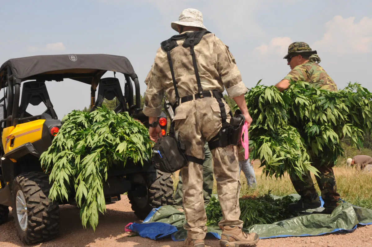 Law enforcement officers seize an estimated 7,000 to 9,000 illicit marijuana plants in Pueblo County, Colo., on Aug. 15, 2012. (Master Sgt. Cheresa D. Theiral)