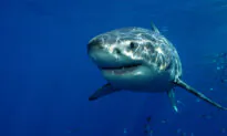 Australian Surfer Repeatedly Punched a Great White Shark to Save His Wife