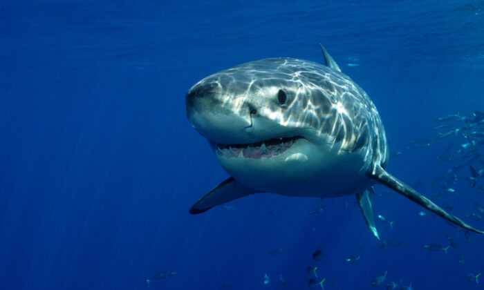 Australian Surfer Repeatedly Punched a Great White Shark to Save His ...