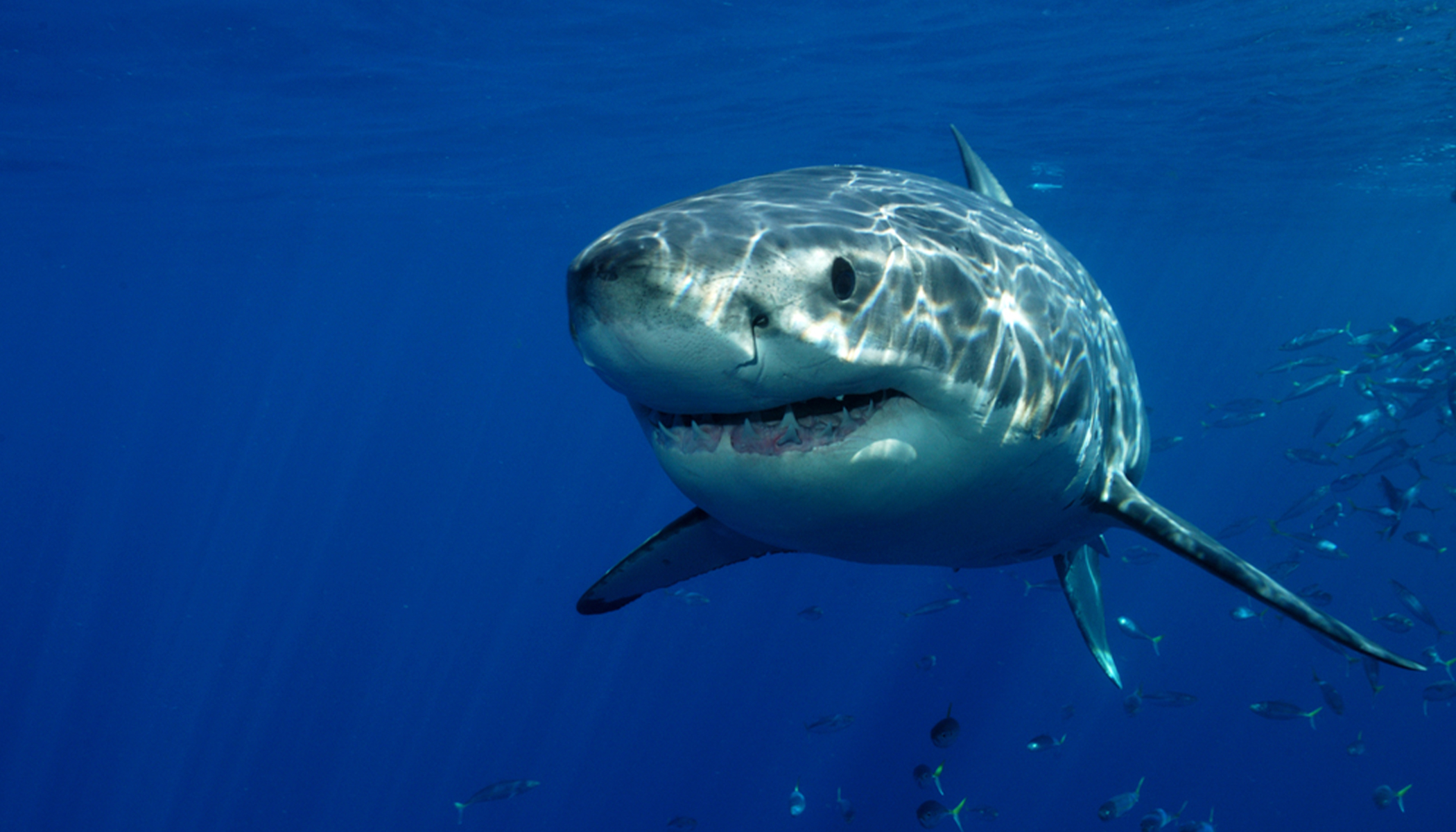 New Dataset Containing 230 Years Worth of Human-Shark Encounters to Help Keep Swimmers Safe - Vimarsana News