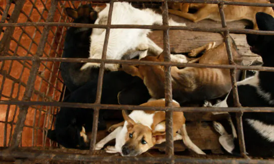 Cambodian Butcher Quits Dog Meat Trade, Shuts Slaughterhouse After 7 Years of Operation